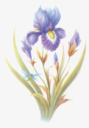 Page - Tulipa Humilis