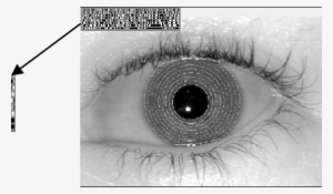 Isolation Of An Iris For Encoding, And Its Resulting - Biometrics