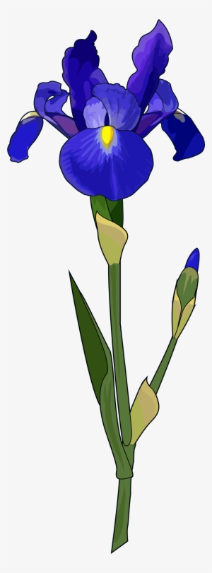 Iris - Blue Iris Flower