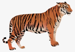Tigger - Bengal Tiger Transparent