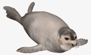 bearded seal - seal animal png