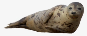Seal Animal Png - Sea Seals Png