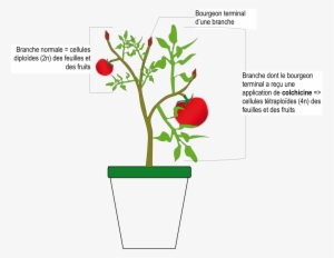 File - Tomate Colchicine - Svg - Wikimedia Commons