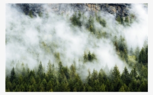 Trees Fog Clouds Rock Background Overlay - Shortleaf Black Spruce