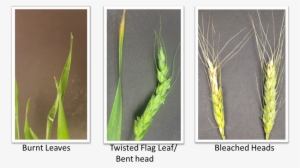 Freezing Temperatures Between Boot And Flowering May - Barley Frost Damage