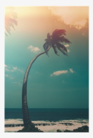 Coconut Palm Tree On Tropical Ocean Beach, Vintage - Photography