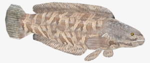 Northernsnakeheadcj - Cabezon (fish)