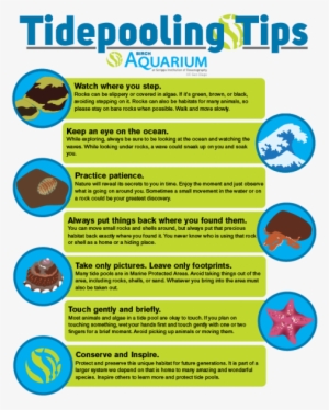 Birchaqmtidepoolingtips - Home Tide Pool Aquarium