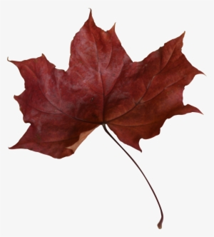 Maple Leaf Png Transparent Picture - Dead Red Maple Leaf