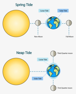 Spring Tides - Moon And Sun At Right Angles