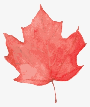 Water Red Maple Leaf Cartoon Transparent - 枫叶 素材