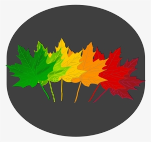 Maple Shades Clipart Png