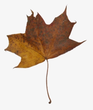 Autumn Maple Leaves - Maple