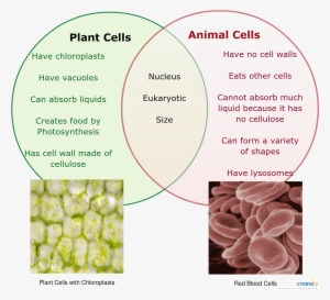Plant Vs Animal Cells Venn Diagram - Labeled Diagram Of Plant Cell And Animal Cell