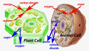Animal Cell Model Diagram Project Parts Structure Labeled - Animal And Plant Cell Hd