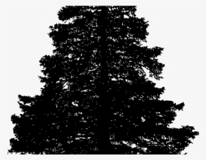 Fir-tree Png Transparent Images - Pine Png Vector