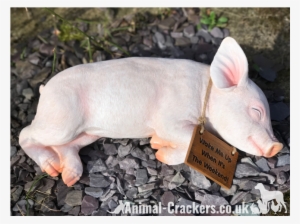 'wake Me Up When It's The Weekend' Sign Sleeping Pig - Domestic Pig