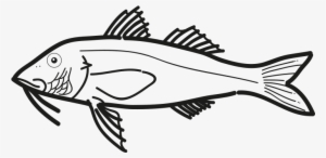 Red Mullet - Pseudupeneus Prayensis