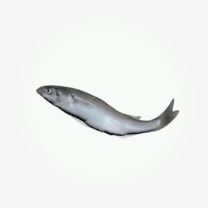 Mullet - Icon - Conger Eel