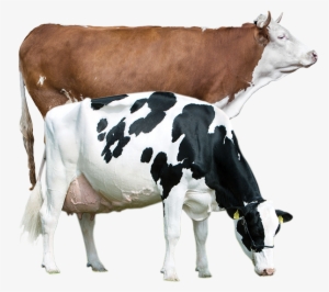 Productanimals Layout Cow Transparent - Blaarkop