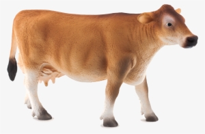 indian cow png images - jarsi cow