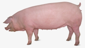 Fast - Large White Pig Female