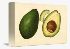 Vintage Illustration Of An Avocado 2 By Alleycatshirts - Illustration