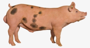 P86 - Domestic Pig