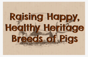 Breeds Of Pigs - Domestic Pig