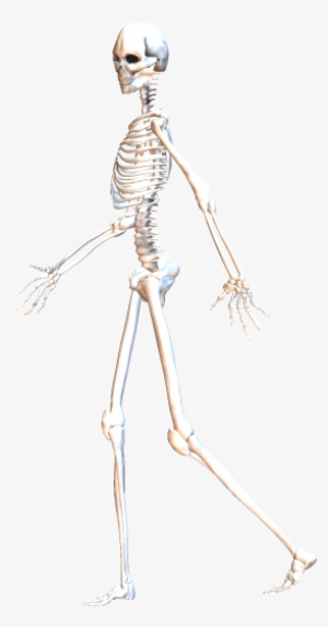 Skeleton Walking 6 - Skeleton Walking Gif Png