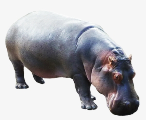 Transparent Animals Hippopotamus - Hippo Png