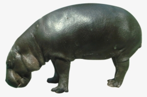 Pygmy Hippo Png