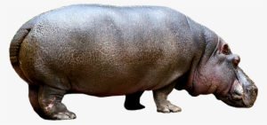 Hippopotamus Png - Hippo - Hippo Png
