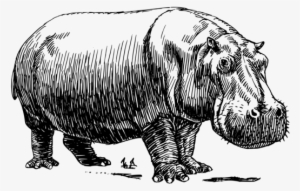 Hippopotamus Rhinoceros The Hippo Black And White Drawing - Hippo Drawing