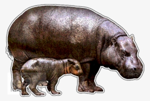 Pygmy Hippopotamus Decal - Pygmy Hippo In Art