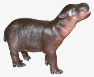 Take This Transparent Png, - Baby Hippo Png