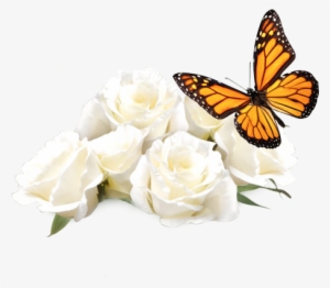 White Roses With Butterfly - Stock Photo Of Butterfly