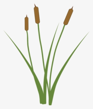 Cattail - Cat Tail Plant Png