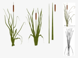 Cat Tail Plants By Tyke - Cattail Plant Png