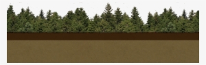 Petro Footer 02 - Shortleaf Black Spruce