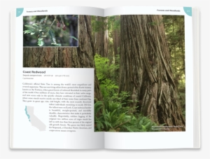 Redwoods1 - Portable Network Graphics