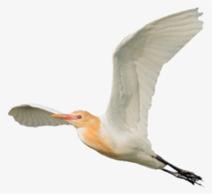 Eastern Cattle Egret - Egret