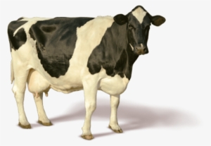 Free Png Cow Png Images Transparent - Cow Png