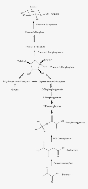 Gluconeogenesis Pathway - Gluconeogenesis Pathway Structures