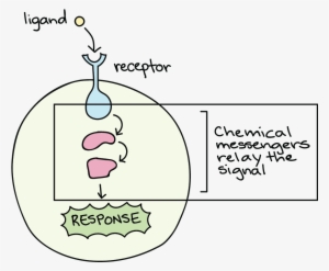 The Chains Of Molecules That Relay Signals Inside A - Cell Signaling