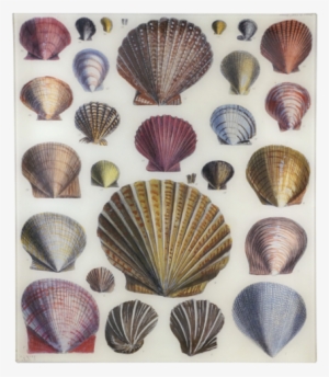 Shells Shells - John Derian Shells
