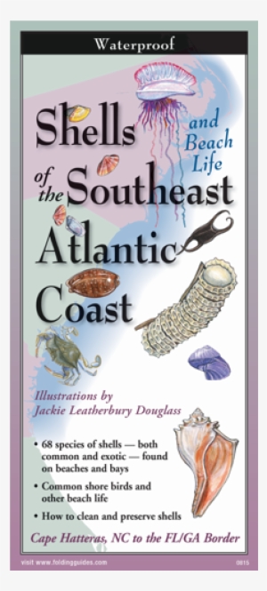 Shells And Beach Life Of The Southeast Atlantic Coast