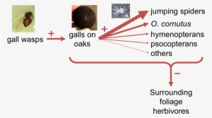 Oak Gall Interaction Pathway - Diagram