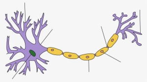 Open - Neuronio Bainha De Mielina