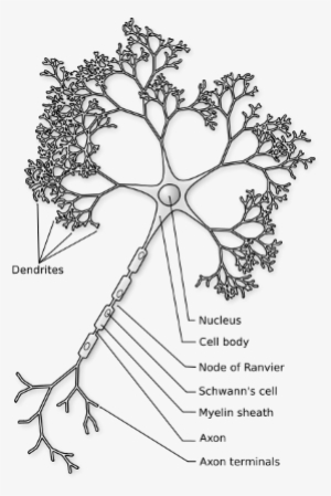 The Neuron - Neuron Figure